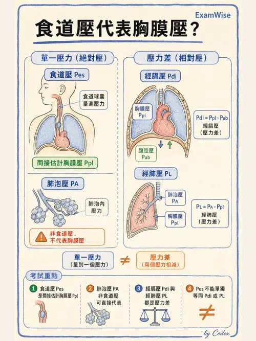 呼吸治療師 - 呼吸治療臨床作業與身體評估 - AI 圖文解析預覽