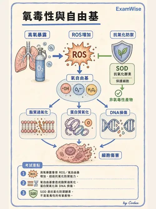 呼吸治療師 - 氣體輸送系統與氧氣治療 - AI 圖文解析預覽