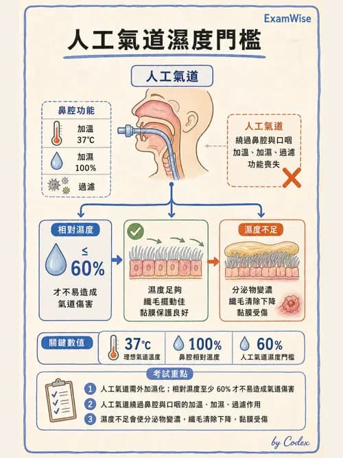 呼吸治療師 - 濕氣與霧氣治療 - AI 圖文解析預覽