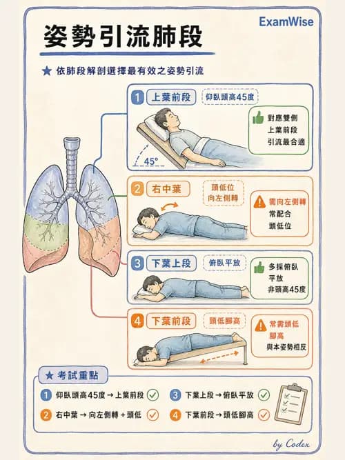 呼吸治療師 - 痰液清除與擴張治療 - AI 圖文解析預覽