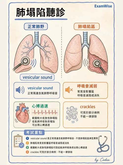 呼吸治療師 - 痰液清除與擴張治療 - AI 圖文解析預覽