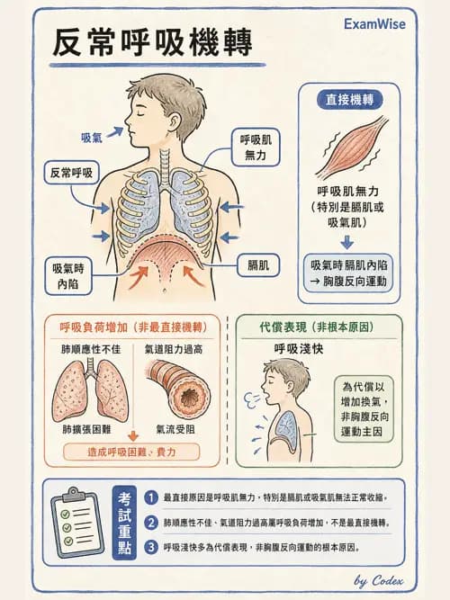 呼吸治療師 - 呼吸治療臨床作業與身體評估 - AI 圖文解析預覽