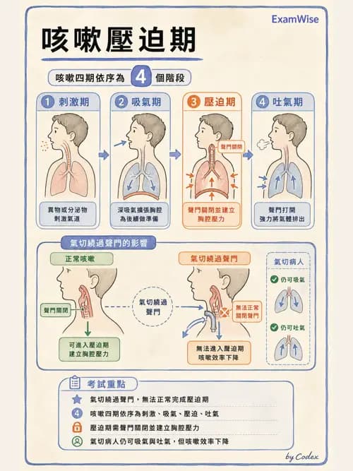 呼吸治療師 - 痰液清除與擴張治療 - AI 圖文解析預覽