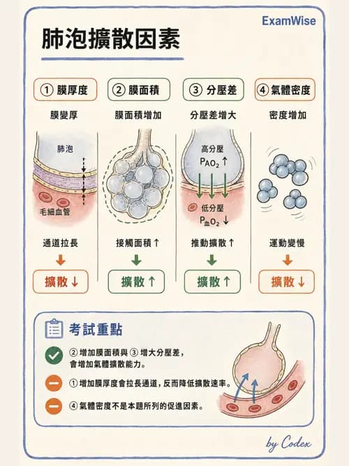 呼吸治療師 - 氣體物理學 - AI 圖文解析預覽