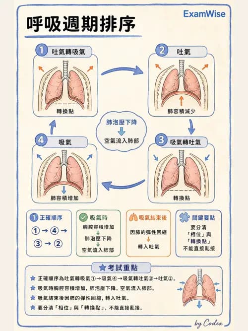 呼吸治療師 - 呼吸器設計與通氣模式 - AI 圖文解析預覽