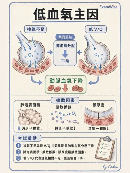 呼吸治療師 - 呼吸器監測與評估 - AI 圖文解析預覽