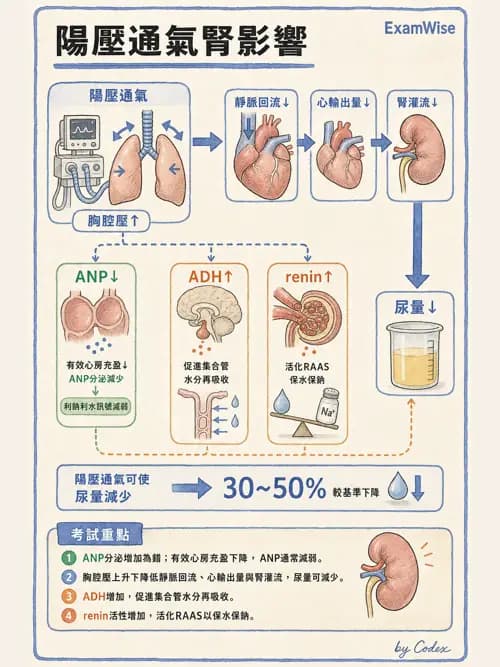 呼吸治療師 - 正壓通氣生理影響與合併症 - AI 圖文解析預覽