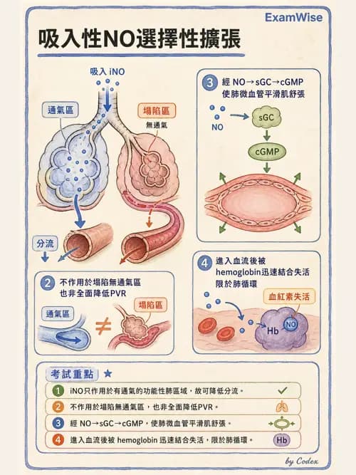 呼吸治療師 - 重症特殊處置 - AI 圖文解析預覽
