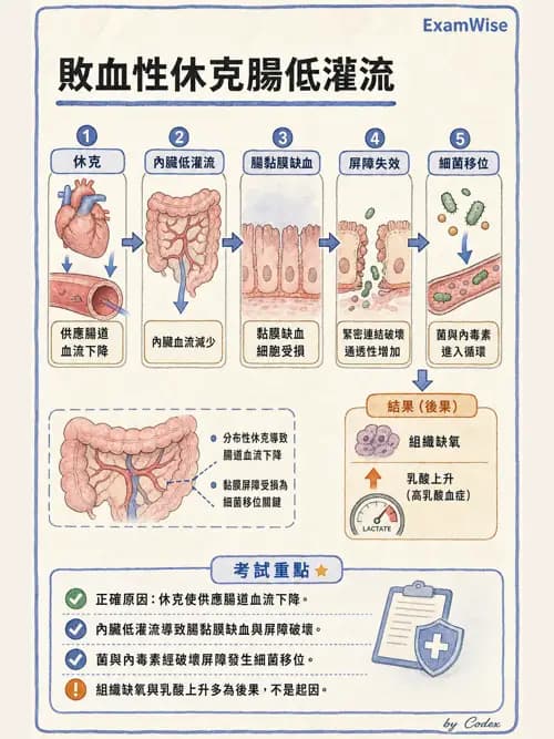 呼吸治療師 - 休克、敗血症與多器官衰竭 - AI 圖文解析預覽