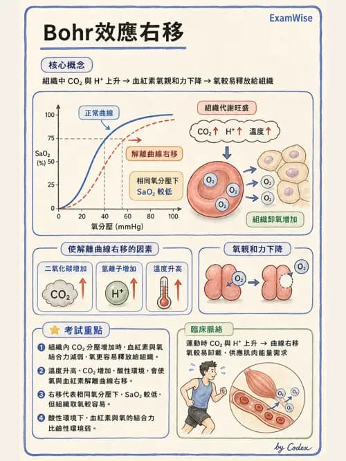 呼吸治療師 - 重症監測與判讀 - AI 圖文解析預覽