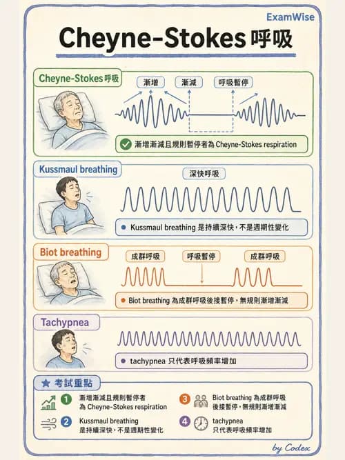 呼吸治療師 - 病人評估與衛教 - AI 圖文解析預覽