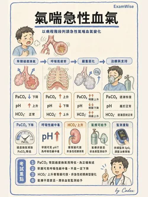呼吸治療師 - 慢性氣道疾病 - AI 圖文解析預覽