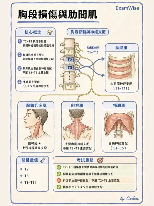 呼吸治療師 - 神經肌肉病變與腫瘤 - AI 圖文解析預覽