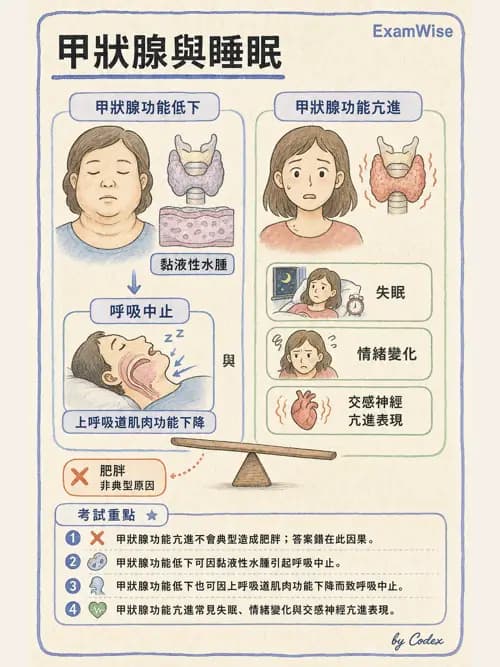 呼吸治療師 - 睡眠相關呼吸障礙 - AI 圖文解析預覽