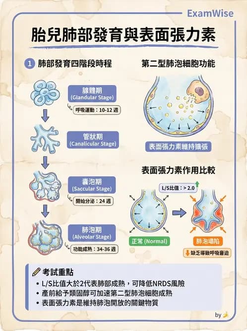 護理師 - 兒童呼吸系統疾病 - AI 圖文解析預覽