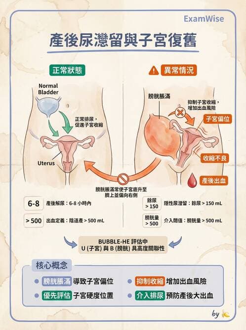 護理師 - 產後生理恢復與護理 - AI 圖文解析預覽