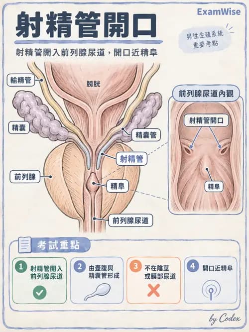 職治 - 內臟系統解剖 - AI 圖文解析預覽