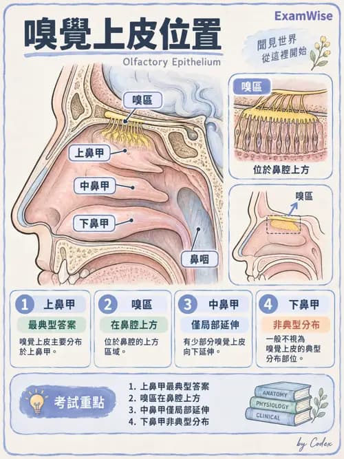 職治 - 感覺器官解剖 - AI 圖文解析預覽
