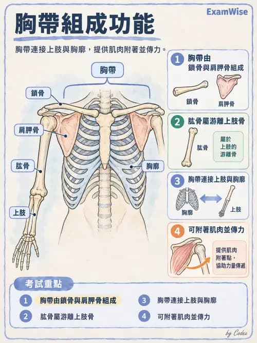 職治 - 四肢肌肉骨骼 - AI 圖文解析預覽