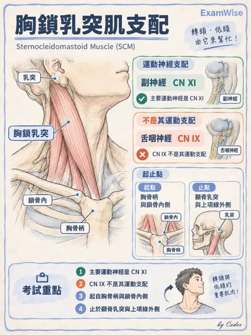 職治 - 腦神經與自主神經解剖 - AI 圖文解析預覽