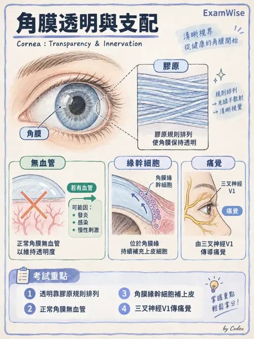 職治 - 感覺器官解剖 - AI 圖文解析預覽
