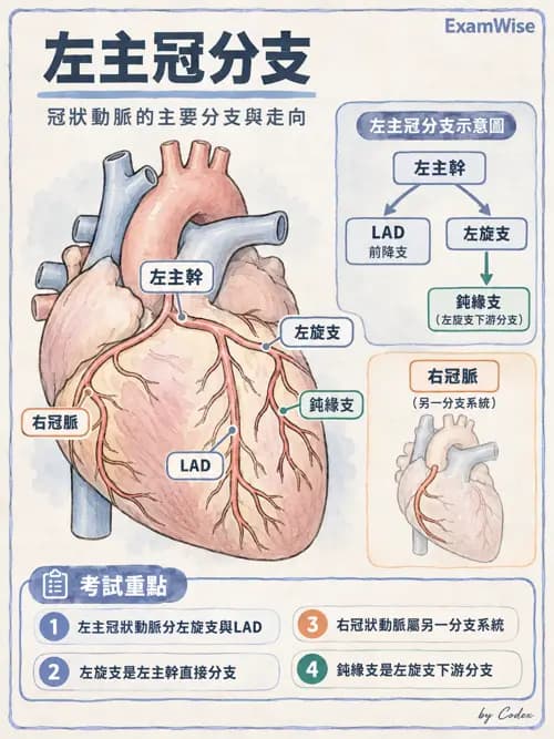 職治 - 心肺與血管解剖 - AI 圖文解析預覽