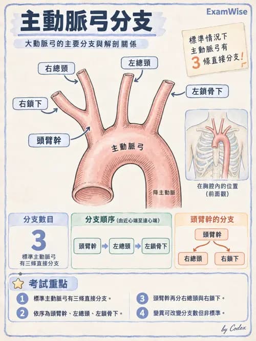 職治 - 心肺與血管解剖 - AI 圖文解析預覽