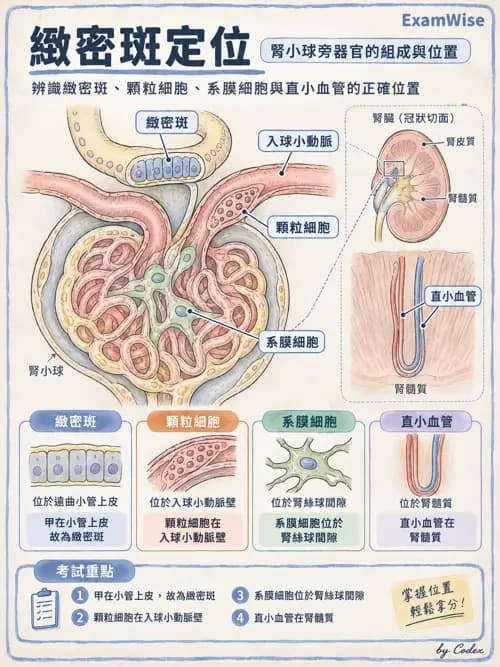 職治 - 內臟系統解剖 - AI 圖文解析預覽