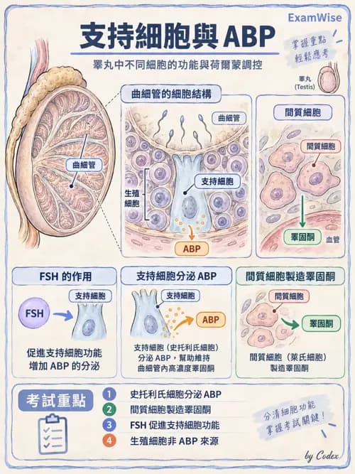 職治 - 內臟系統解剖 - AI 圖文解析預覽