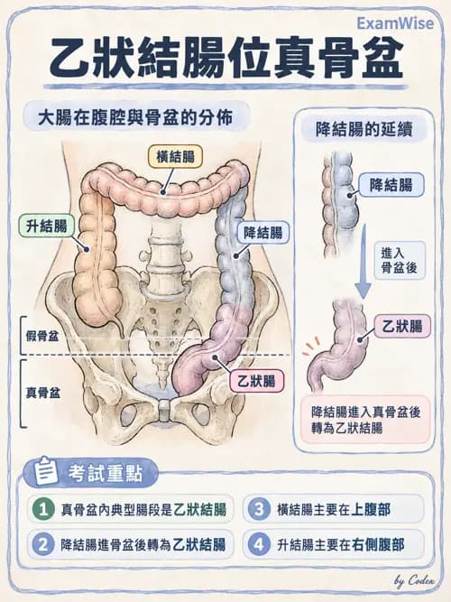 職治 - 內臟系統解剖 - AI 圖文解析預覽
