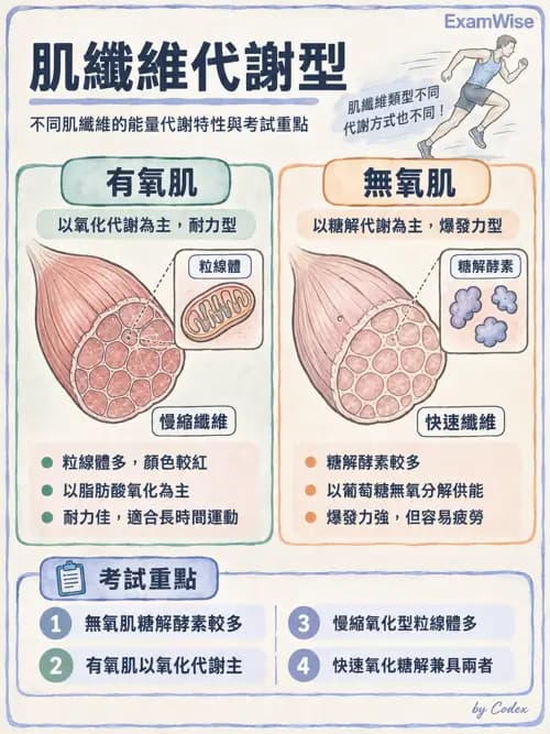 職治 - 肌肉與骨骼生理 - AI 圖文解析預覽