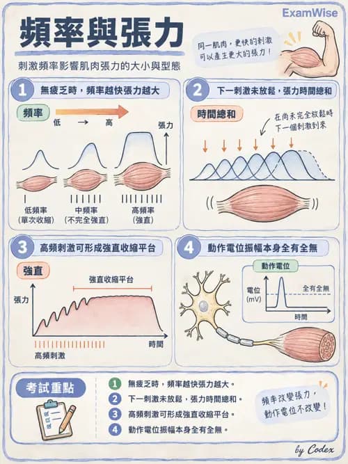 職治 - 肌肉與骨骼生理 - AI 圖文解析預覽