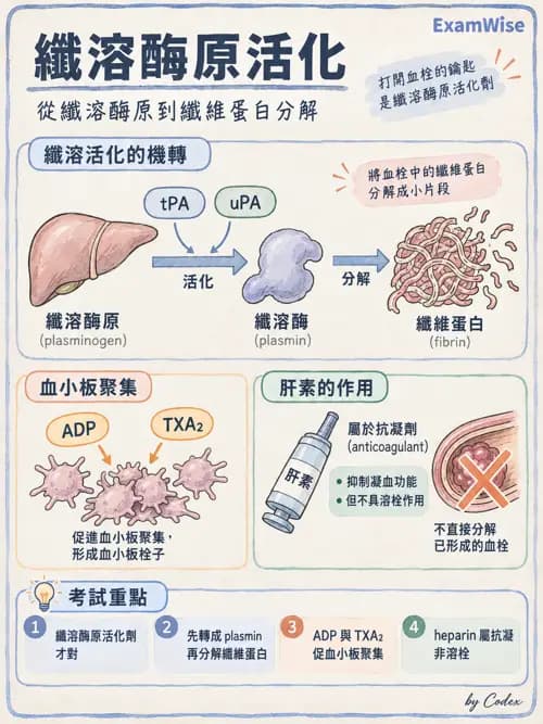 職治 - 心血管、血液與免疫生理 - AI 圖文解析預覽