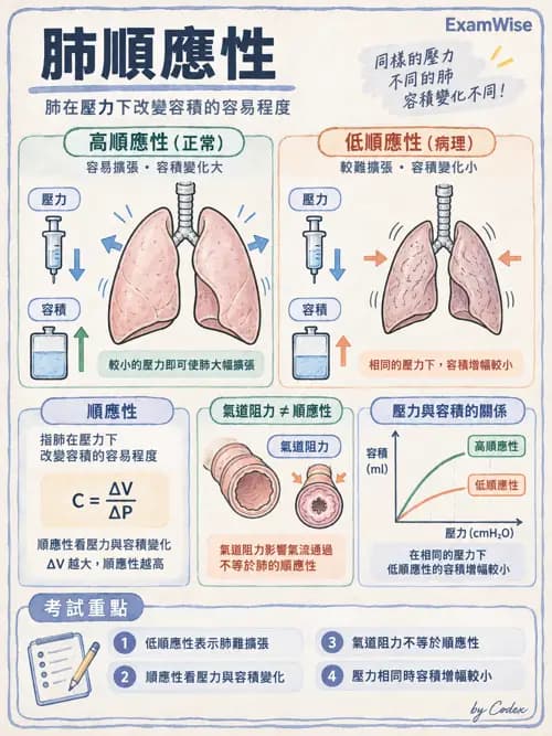 職治 - 呼吸生理 - AI 圖文解析預覽