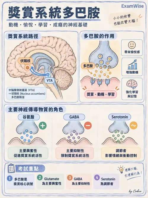 職治 - 神經整合與高級腦功能 - AI 圖文解析預覽