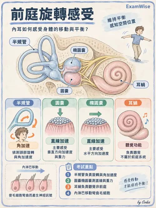 職治 - 感覺生理 - AI 圖文解析預覽