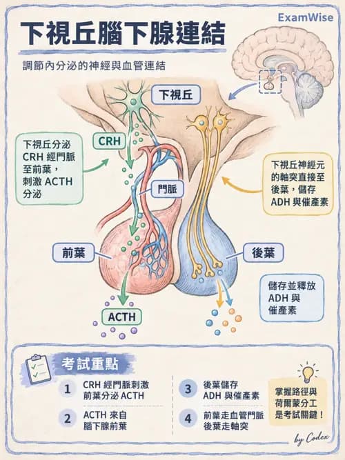 職治 - 內分泌與生殖生理 - AI 圖文解析預覽