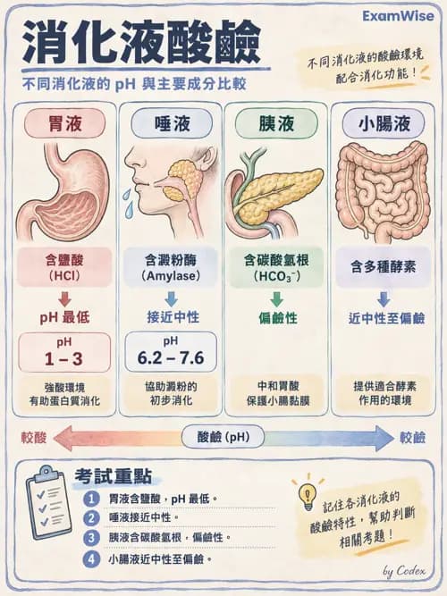 職治 - 消化與代謝生理 - AI 圖文解析預覽