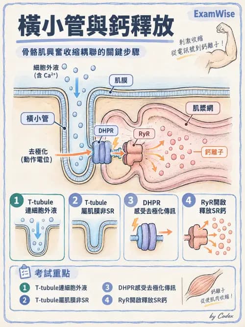 職治 - 肌肉與骨骼生理 - AI 圖文解析預覽