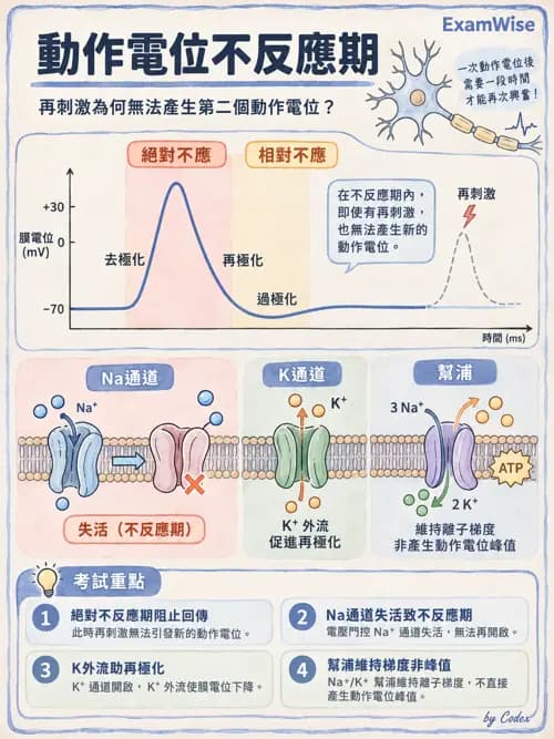 職治 - 神經元與自主神經生理 - AI 圖文解析預覽