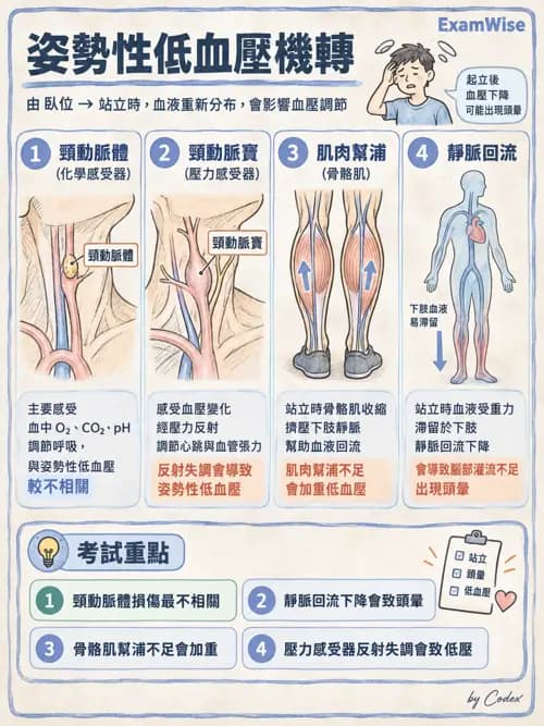 職治 - 心血管、血液與免疫生理 - AI 圖文解析預覽