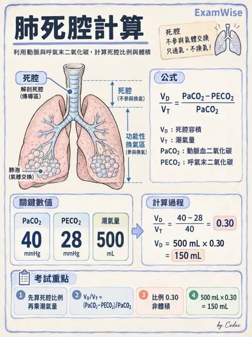 職治 - 呼吸生理 - AI 圖文解析預覽