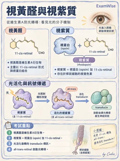 職治 - 感覺生理 - AI 圖文解析預覽
