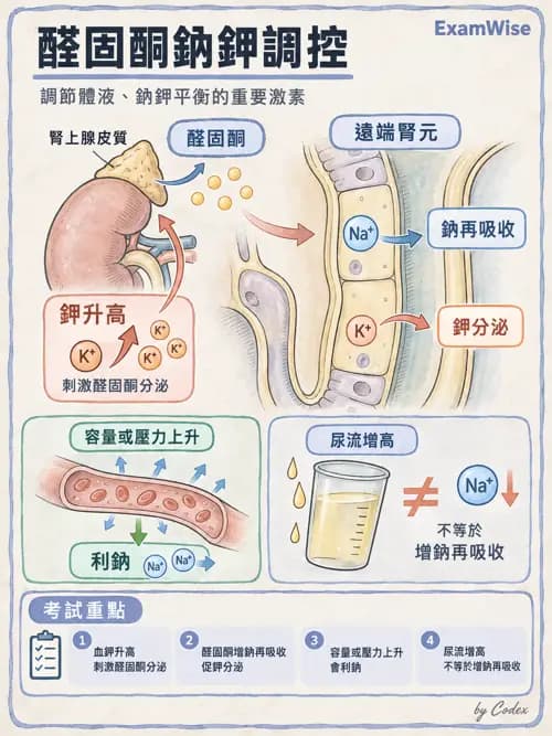 職治 - 腎臟、體液與酸鹼生理 - AI 圖文解析預覽