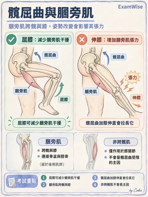 職治 - 動作功能與生物力學 - AI 圖文解析預覽