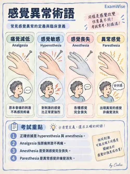 職治 - 感覺、視覺與知覺 - AI 圖文解析預覽