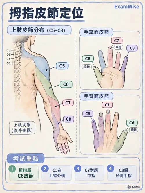 職治 - 感覺、視覺與知覺 - AI 圖文解析預覽