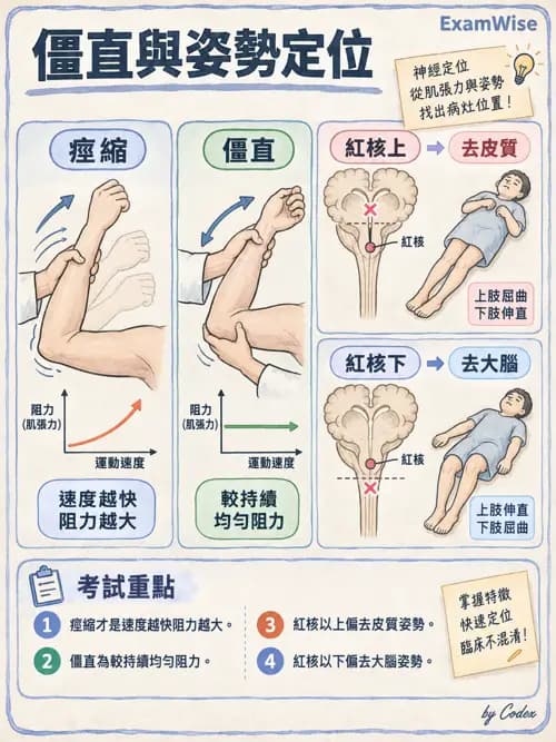 職治 - 腦中風與腦外傷 - AI 圖文解析預覽