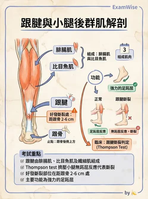 護理師 - 骨骼、肌肉系統 - AI 圖文解析預覽