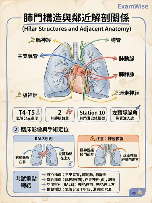 護理師 - 呼吸系統 - AI 圖文解析預覽